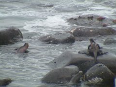 18-Marine Iguanas